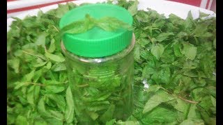 3طرق تخزين النعناع لفتره ثلاث اسابيع اخضر وفالفريز وناشف / مطبخ هبه مطر