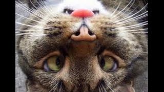 ПРИКОЛЫ с ЖИВОТНЫМИ! Видео приколы про животных до слез!