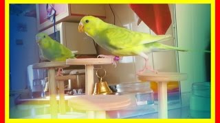 VLOG: Стенд для попугаев. Купила новую игрушку. Зоомагазин #Животные
