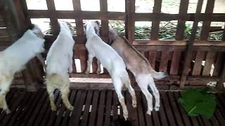 Harga kambing jawa randy langsung di kandang