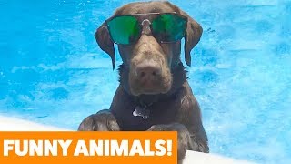 Funniest Pets & Animals of the Week | Funny Pet Videos
