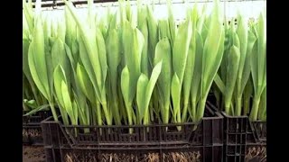 Выгонка тюльпанов к 8 марта в январе 2020 Tulip Distillation 2020 Бизнес на тюльпанах