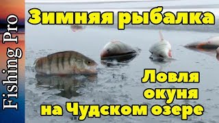 Зимняя рыбалка. Ловля окуня на Чудском озере