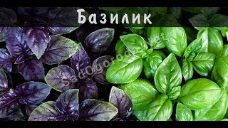 Свойства базилика. Полезные свойства. Противопоказания базилика