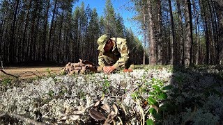 За белыми грибами. Белый бор, белый мох.