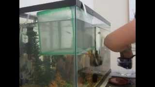 Removing Fry  (Baby Fish) From Net or Breeders Box