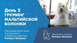 День 3. Груминг Мальтийской болонки. Курсы груминга