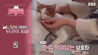 고양이를 부탁해 - 노묘를 대하는 우리의 자세_#002