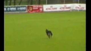 FCI - IPO World Championship Wavre 2003 Part 3
