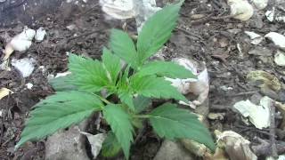 ¿Legalizacion, regularizacion o despenalización de la marihuana?..