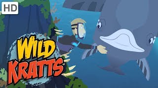 Wild Kratts ? Whale Watching | Kids Videos