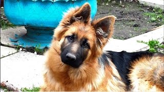 Зайка Гранд. Щенок длинношерстной немецкой овчарки 7 мес. Puppy German Shepherd 7 months.??