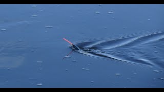 Как ловить на течении  Поплавок Cralusso Surf