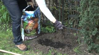 Comment planter des fraisiers - www.moneden.fr