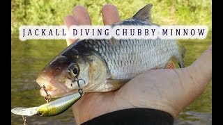 Ловля голавля, судака и окуня на воблер Jackall Diving Chubby Minnow