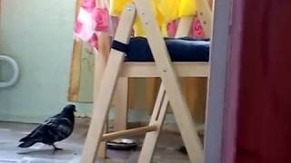 Голубь ворует еду у кошки и чувствует себя как дома.