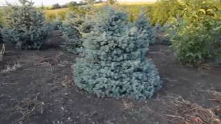 Ель голубая в Молдове | Plante.md