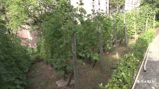La Butte Bergeyre, des vignes méconnues en plein Paris