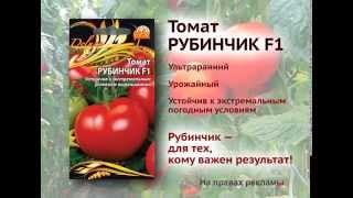 Отличный урожай томатов при любой погоде?! — Рубинчик!