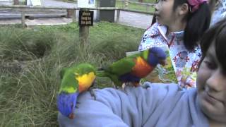 Цветной лори Lory