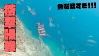 五島列島の磯で水中カメラを落としたらすごい映像が撮れた！