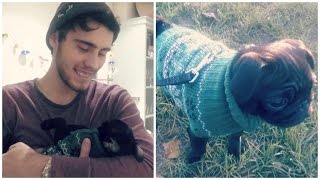Singing Nala To Sleep + Pug Meet Up!