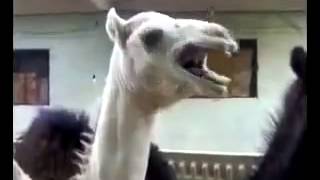 Camel and tickling (верблюд и щекотка)