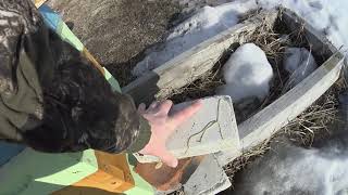 пчеловодство 24 марта 2019 сила семей после зимовки