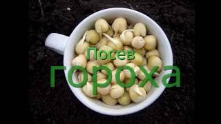 Посадка/посев гороха, как бабушка учила. Простой и надежный способ посева гороха на грядку