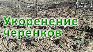 Природное земледелие. Укоренение черенков