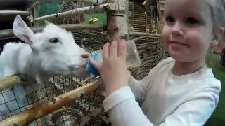 Контактный зоопарк. Little Варя кормит с рук животных