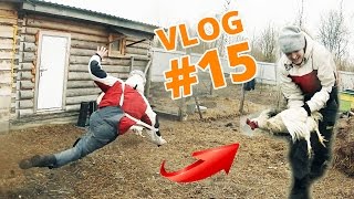 Как ловить петуха. Лучший видеограф Беларуси. Тает лед. VLOG #15 Влад Бульбаш