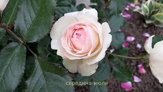 ✿➽ Роза Пьер де Ронсар (Pierre de Ronsard)  в нашем саду ? 2019