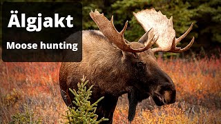 Älgjakt - Det bästa från Svensk jakt 2020