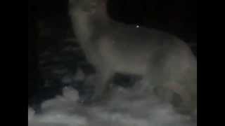 Песец в Норильске