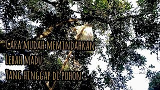 Cara Mudah Memindahkan Lebah yang Mencari Sarang di Dahan
