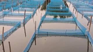 Monosex Tilapia S I D Net  Tilapia Farm Bangladesh