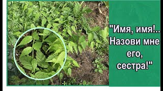 Подарок был без имени... Что это за растение у меня в саду? Неопознанные декоративные кустарники.
