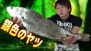 コイ？フナ？スズキ？謎の魚【ニベ】をさばいて食べる。