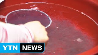 실뱀장어 풍년, 값싼 장어 기대!...'홍수 출하' 우려도 / YTN