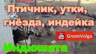 Птичник, утки, гнёзда, индейка, индюшата