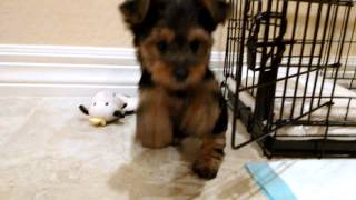 New Yorkshire Terrier Puppy (9 Weeks)