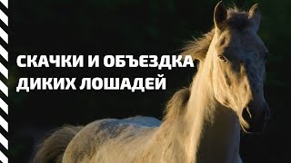 Конные забавы. Скачки и объездка диких лошадей на Горном Алтае