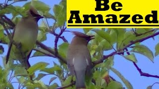 STUNNING Lebanon Hills Regional Park 100's of clips ,birds, nature, wildlife !