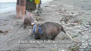 Possum Posse Elvis and Orchid go to Captiva Island