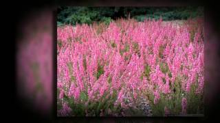 Вереск обыкновенный (Calluna vulgaris)