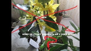 Внимание ! Орхидеи : кому не стоит заводить их у себя дома ?