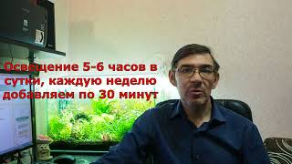 Советы по запуску аквариума