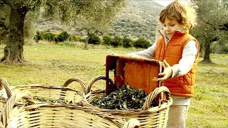Tassos The World Best Olives