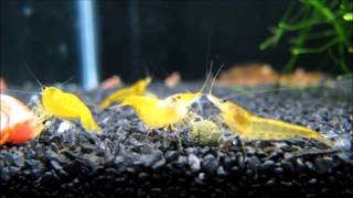 Yellow Fire Shrimp Neocaridina heteropoda var  yellow